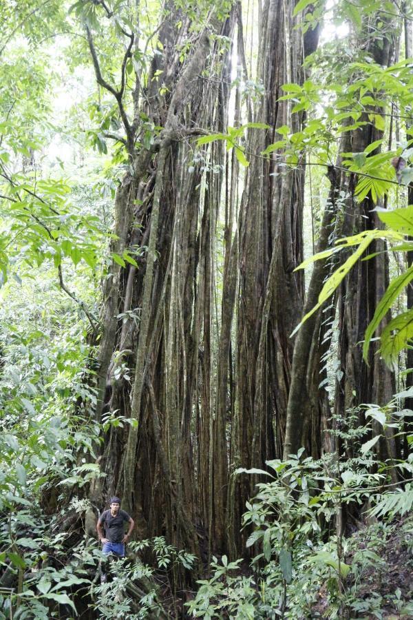 Finca Sueno De Osa Puerto Jiménez Esterno foto