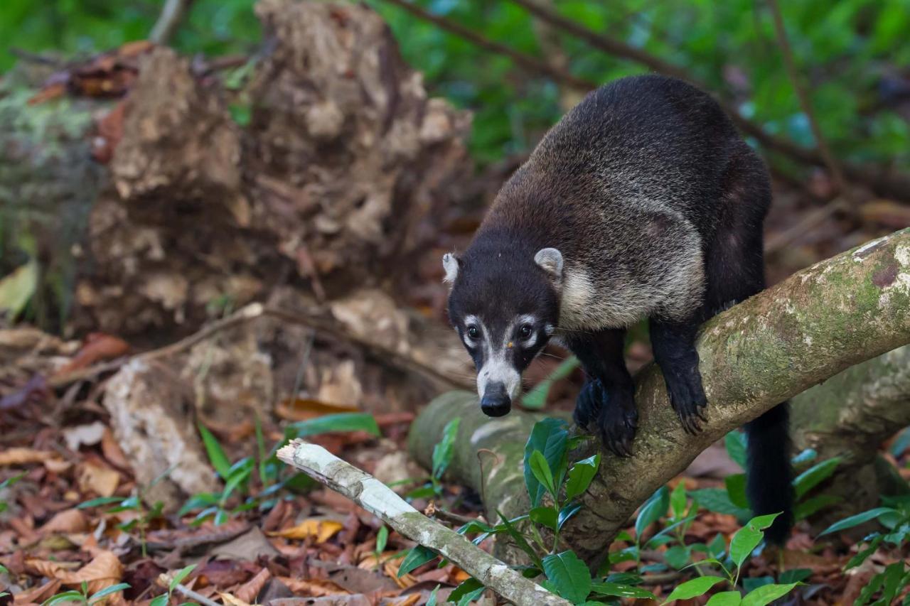 Finca Sueno De Osa Puerto Jiménez Esterno foto