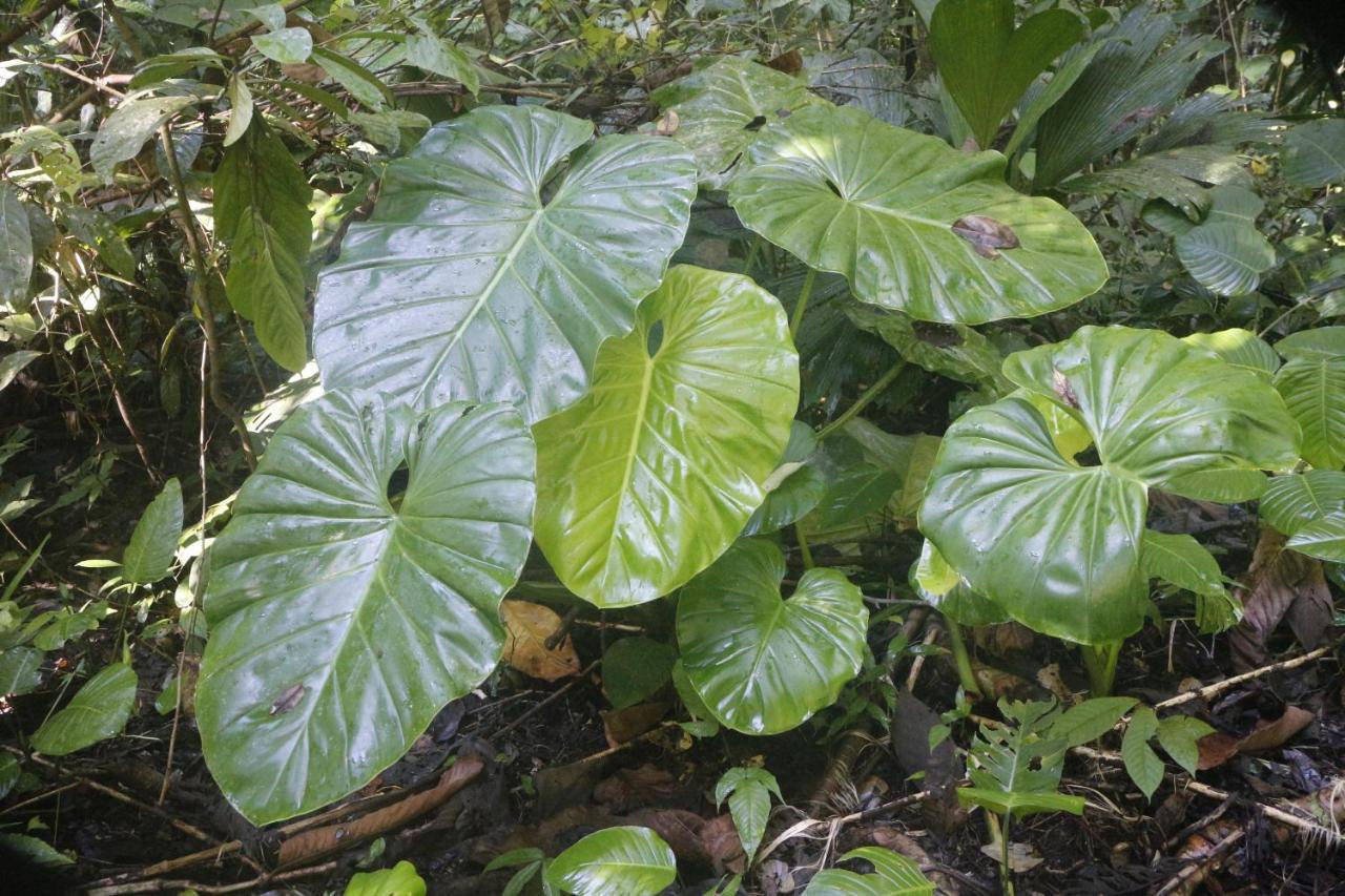 Finca Sueno De Osa Puerto Jiménez Esterno foto
