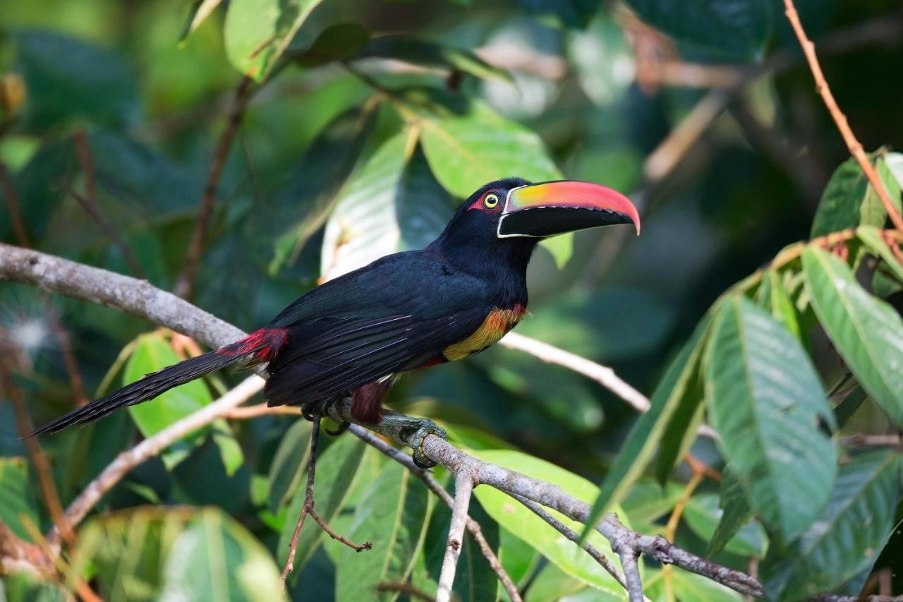 Finca Sueno De Osa Puerto Jiménez Esterno foto